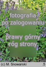 Salvia miltiorrhiza (szałwia czerwona)