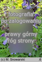 Salvia miltiorrhiza (szałwia czerwona)