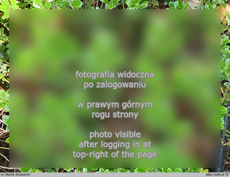 Arctostaphylos uva-ursi Select