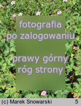 Geranium Ã—oxonianum Wargrave Pink