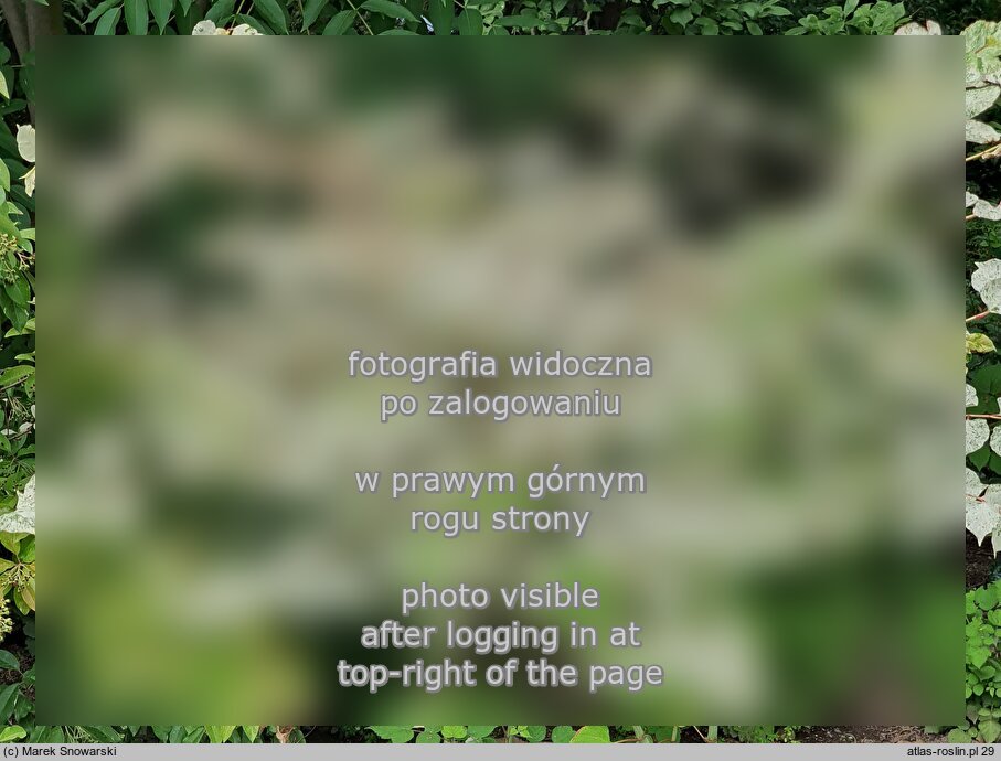 Reynoutria japonica Variegata