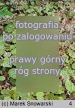 Saxifraga stolonifera (skalnica rozÅ‚ogowa)