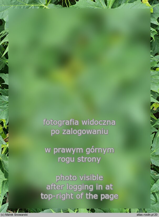 Acer platanoides Dissectum