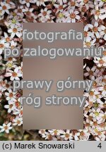 Sedum dasyphyllum (rozchodnik brodawkowaty)