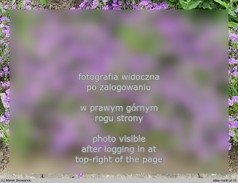 Nierembergia hippomanica Purple Robe