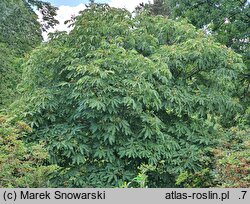 Aesculus ×mutabilis (kasztanowiec zmienny)