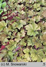 Heuchera Rex Dark Amber