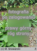 Hosta longipes (funkia długoszypułkowa)