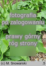 Hosta longipes (funkia długoszypułkowa)