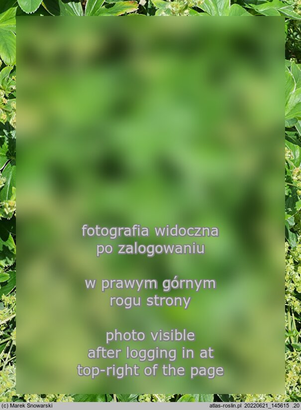 Alchemilla hoppeana (przywrotnik Hoppego)