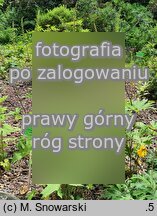 Ligularia przewalskii (języczka Przewalskiego)