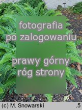 Polystichum munitum (paprotnik sztywny)