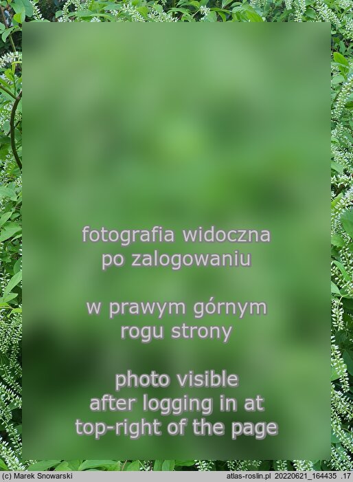 Itea virginica (itea wirginijska)