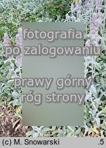 Stachys byzantina Silver Carpet