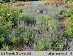 Lavandula angustifolia Hidcote