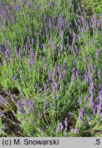 Lavandula angustifolia Hidcote