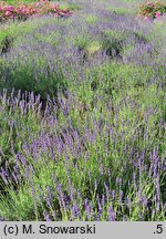 Lavandula angustifolia Hidcote