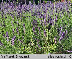 Lavandula angustifolia Hidcote