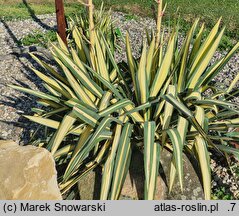 Yucca filamentosa Color Guard