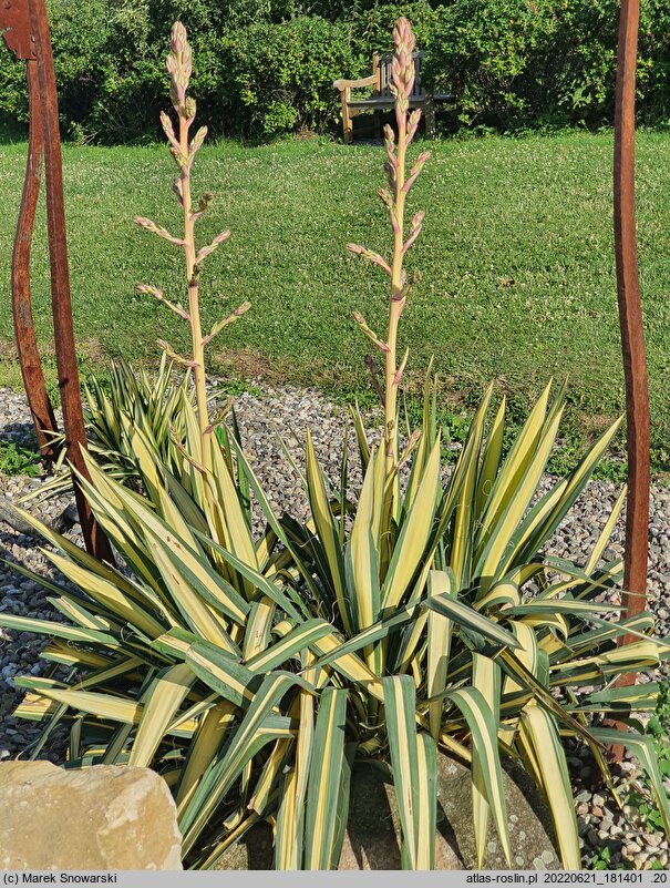 Yucca filamentosa Color Guard