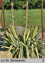 Yucca filamentosa Color Guard