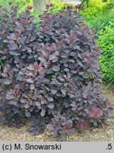 Cotinus coggygria Velvet Cloak