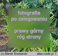 Eryngium agavifolium (mikołajek agawolistny)