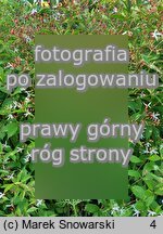 Gillenia trifoliata (gillenia trójlistna)