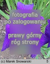 Iris ensata Aiogata