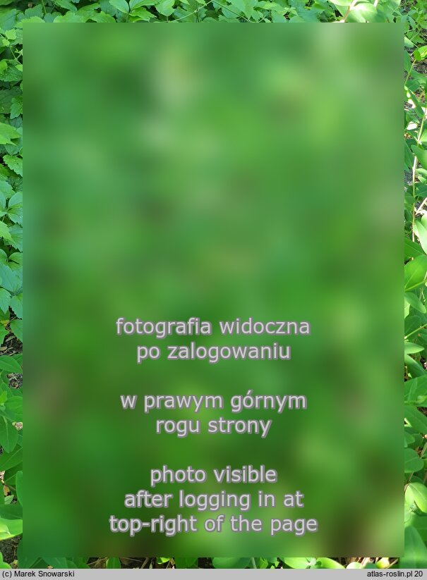 Hypericum forrestii (dziurawiec Forresta)