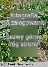 Eryngium giganteum (mikołajek olbrzymi)