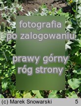 Eryngium giganteum (mikołajek olbrzymi)