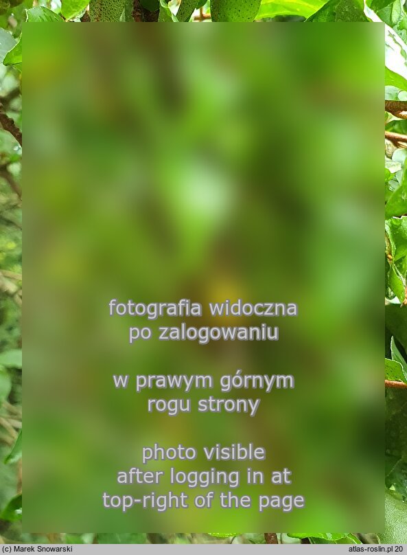 Elaeagnus multiflora (oliwnik kwietny)