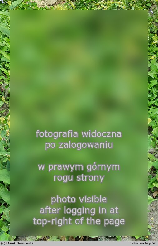 Triosteum perfoliatum (goryczyn dziurkowany)