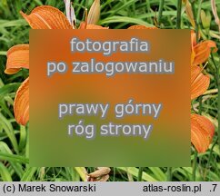 Hemerocallis fulva (liliowiec rdzawy)