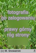 Achillea ageratum