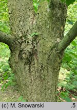 Tilia amurensis (lipa wonna)