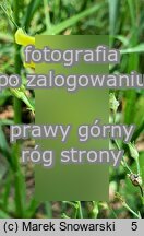 Linaria spartea (linaria miotlasta)