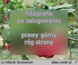 ×Sorbocotoneaster pozdnjakovii (jarzęboirga Pozdnjakova)