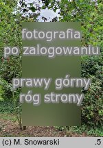 ×Sorbocotoneaster pozdnjakovii (jarzęboirga Pozdnjakova)