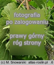 Corylus colurna (leszczyna turecka)