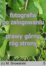 Corylus colurna (leszczyna turecka)