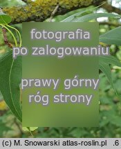 Acer pictum ssp. mono (klon mandżurski)