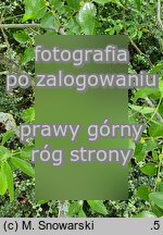 Ziziphus jujuba (głożyna pospolita)