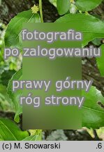 Ziziphus jujuba (głożyna pospolita)