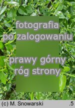 Ziziphus jujuba (głożyna pospolita)