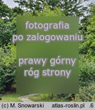 Ziziphus jujuba (głożyna pospolita)