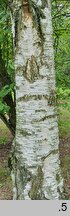 Betula ermanii (brzoza Ermana)