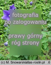 Platycodon grandiflorus (rozwar wielkokwiatowy)