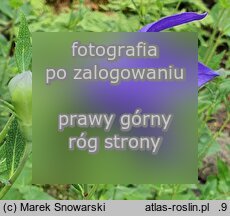 Platycodon grandiflorus (rozwar wielkokwiatowy)